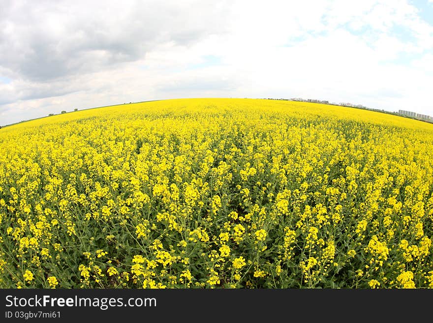 Rape field