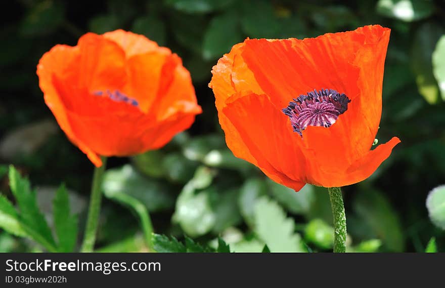 Two big red poppies in a garden. Two big red poppies in a garden