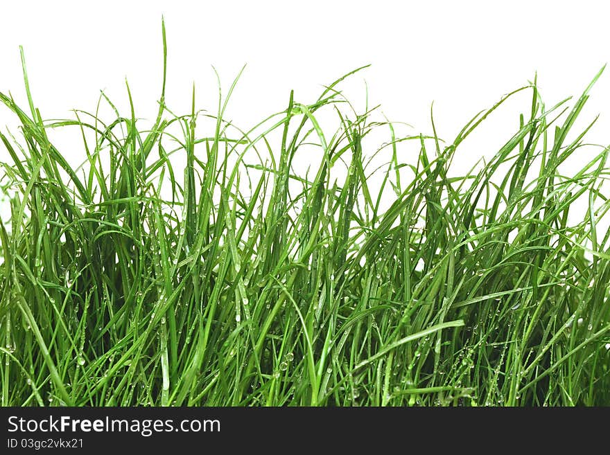 Fresh green grass with dew drops on white background