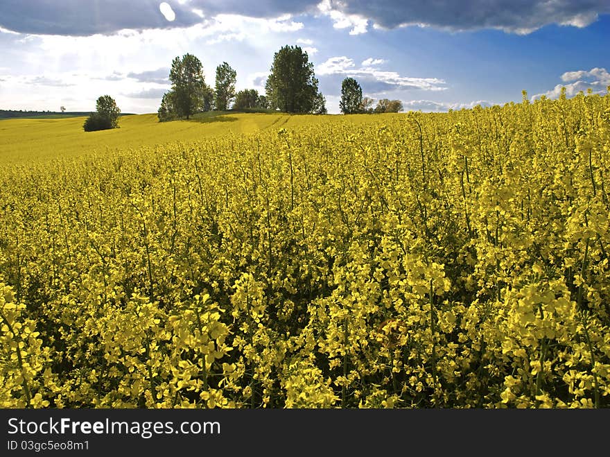 Fields of colza (rape)