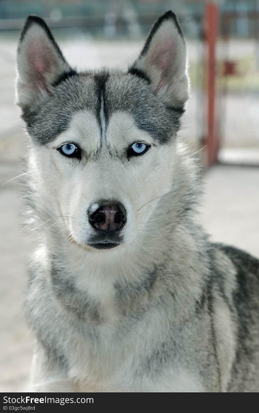 Portrait of young husky dog looking streight into camera