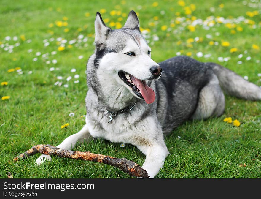 Husky on the grass