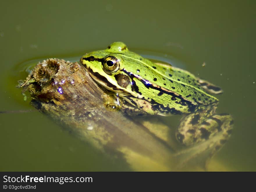 Green frog in a small pond