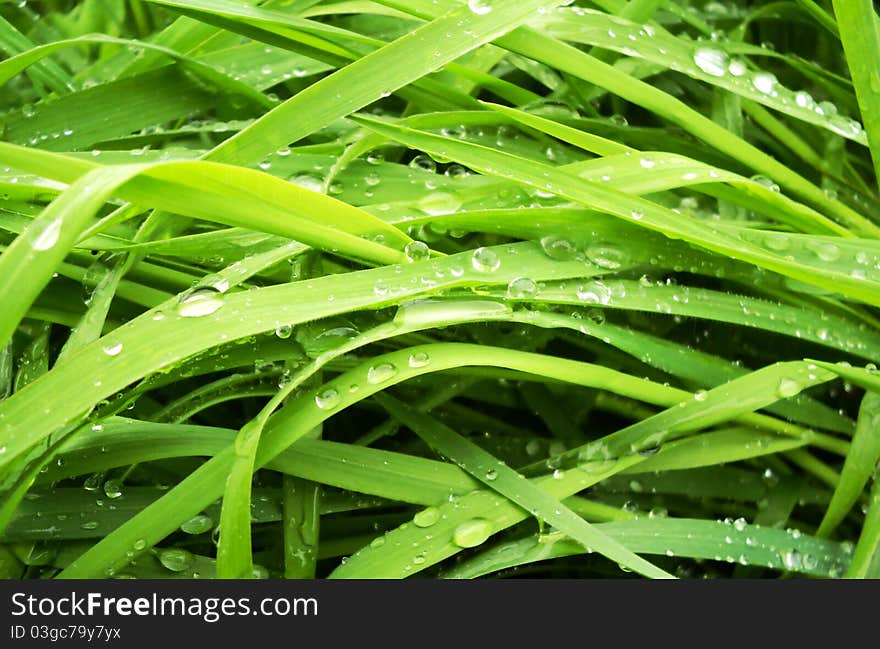 Green grass with water drops after rain. Green grass with water drops after rain