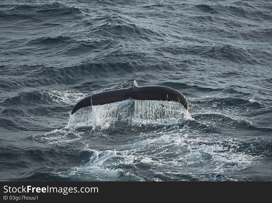 Diving humpback whale