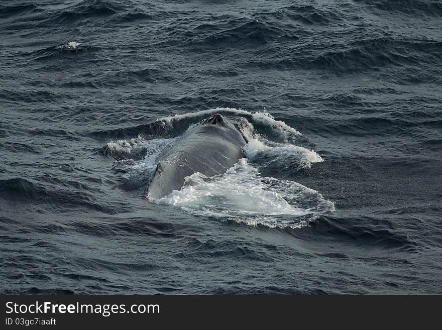 Humpback whale taking a dive offshore west coast of Australia