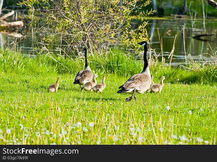 Geese and chicks running