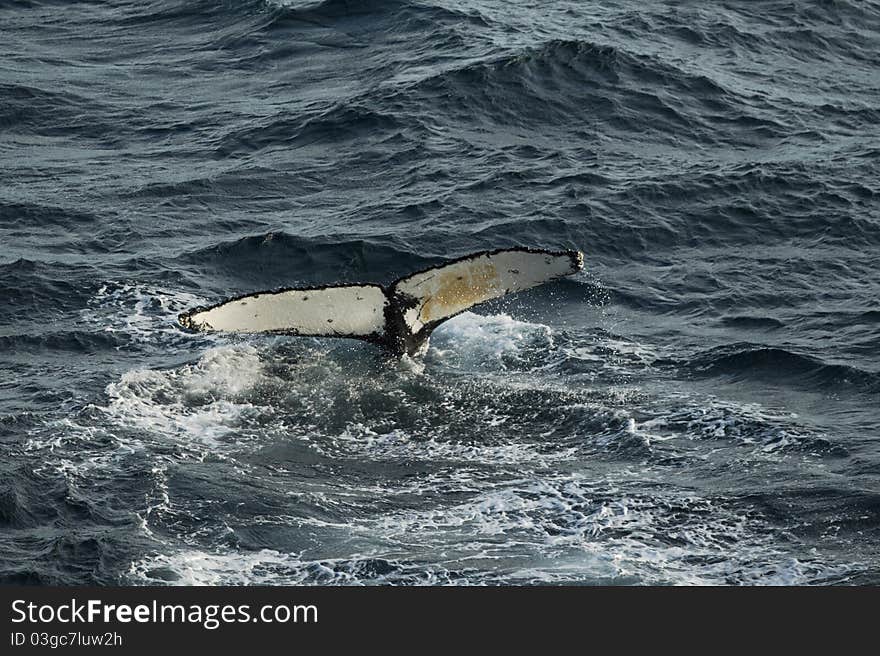 Whale taking a dive offshore west coast of Australia