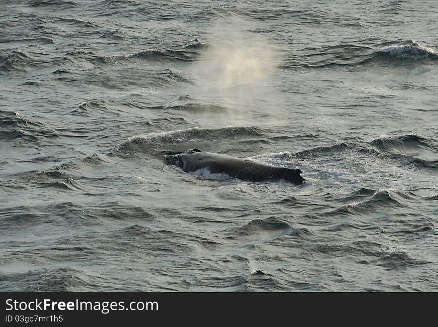 Western Australia waters, a whale spouting air. Western Australia waters, a whale spouting air.