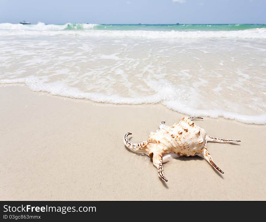 Seashell On White Sand