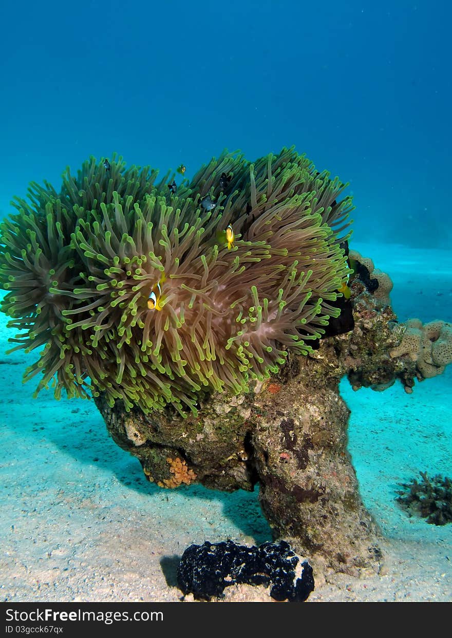 Anemone Coral with anemone