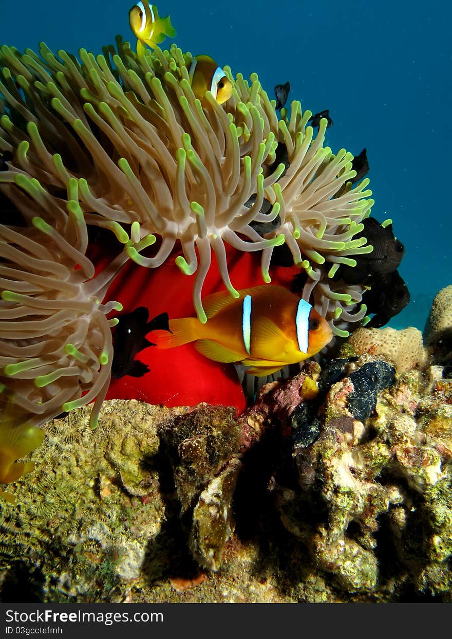 Anemonefish