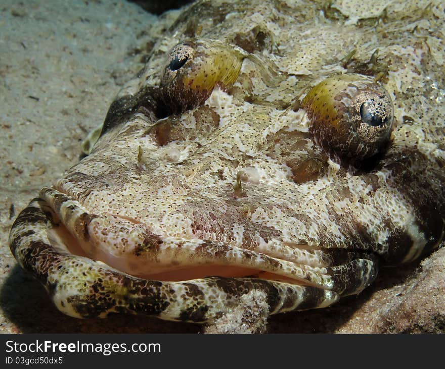 Indian ocean crocodilefish