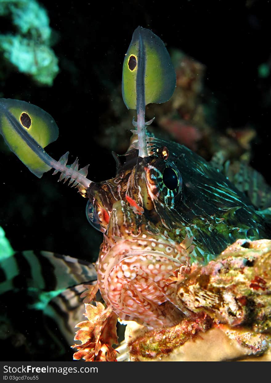 Common lionfish