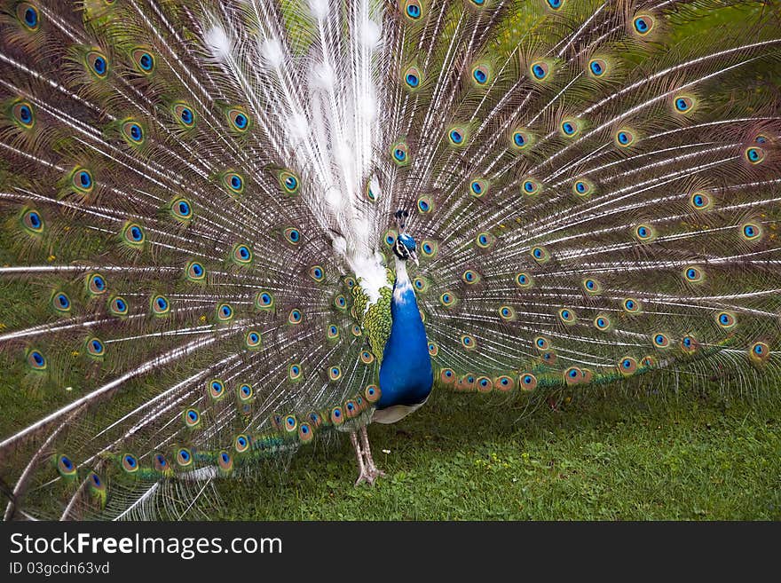 Peacock showing up his tale on a grass lawn. Peacock showing up his tale on a grass lawn.