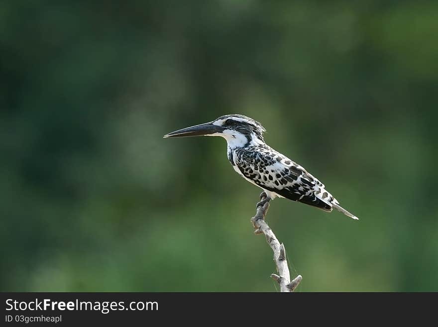 Bird (Pied Kingfisher)