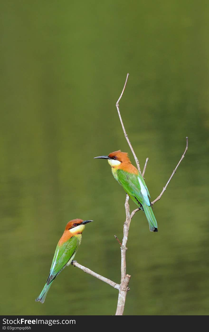 Bird (Chestnut-headed  Bee-eaters)