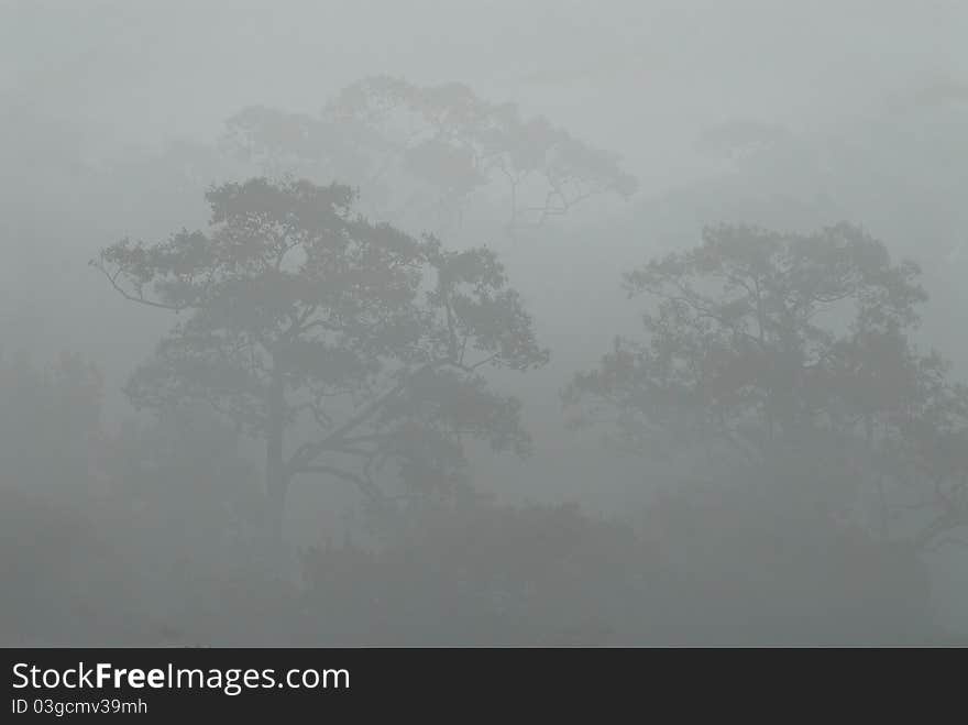 Row of trees in fog in autumn,Thailand