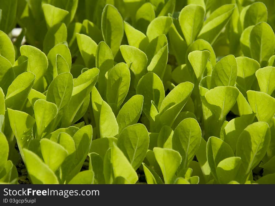 Green lettuce leaves