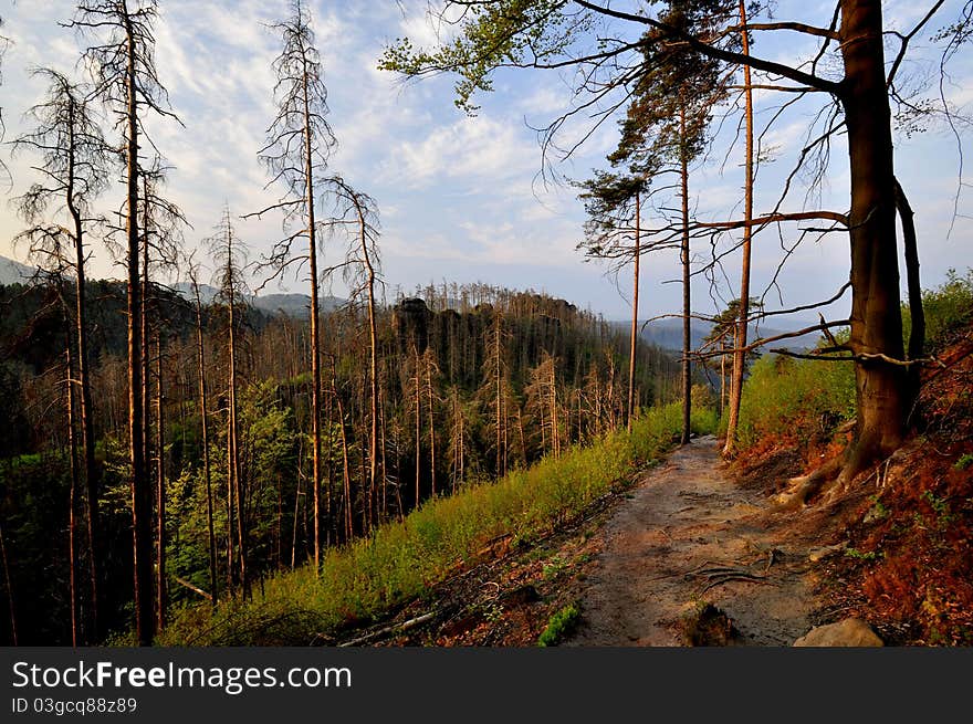 Morning forest road