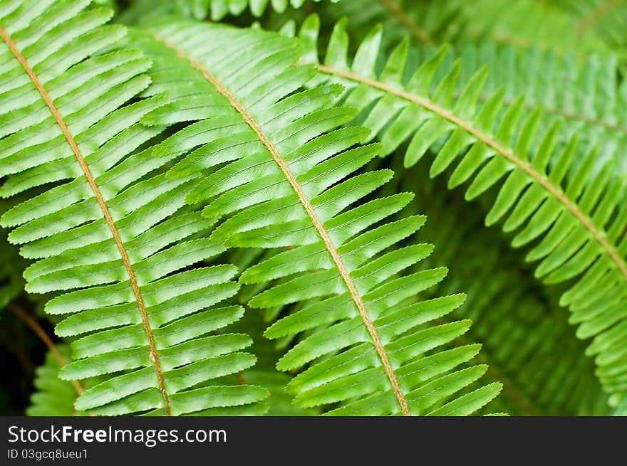 Fresh young bright green fern background texture