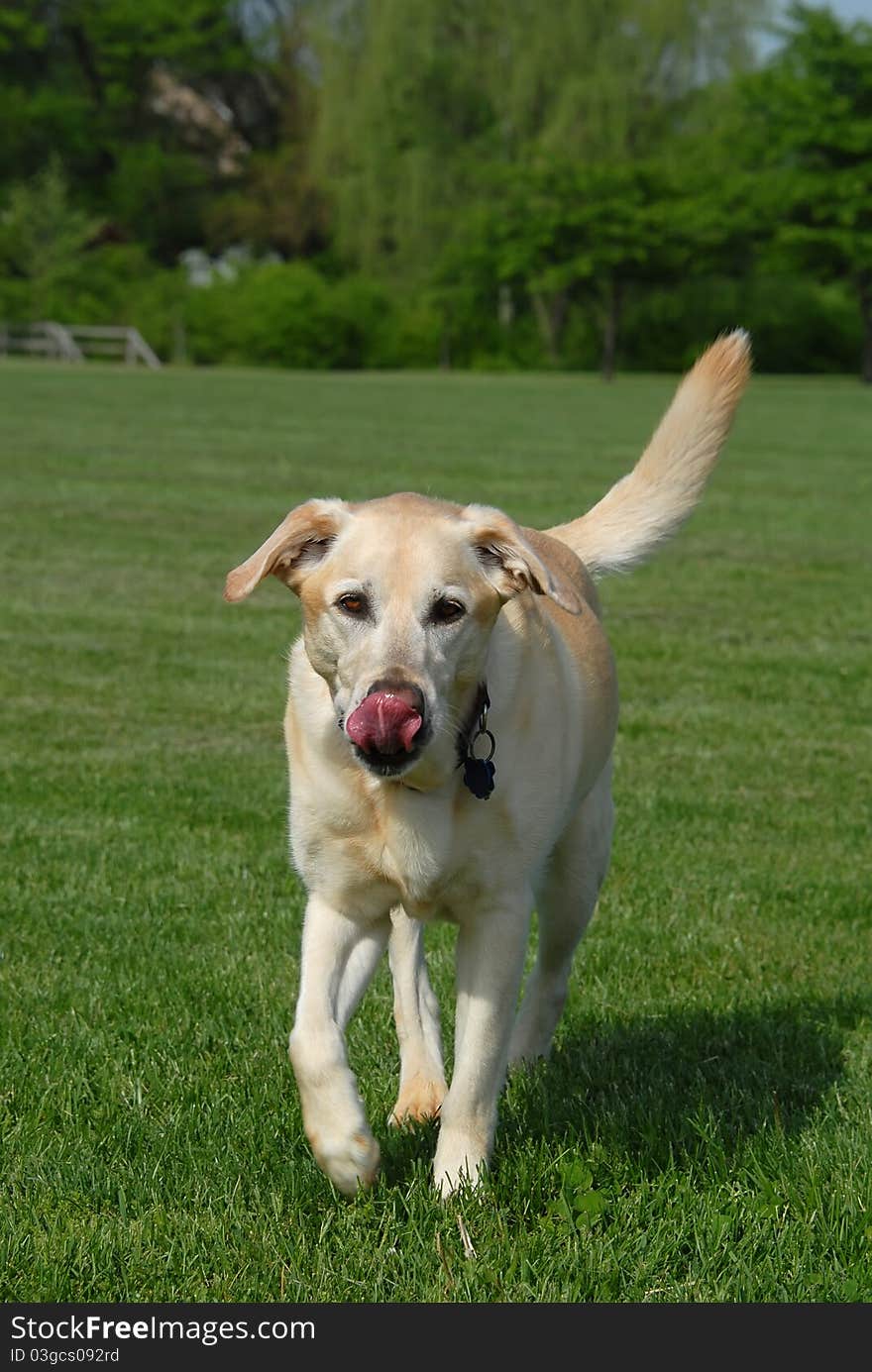 Yellow labrador retriever dog walking in park with tongue curled.