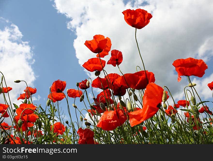 Poppies