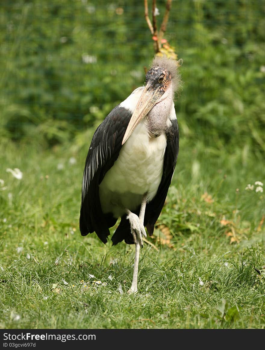 Portrait of a Maribou Stalk standing on one leg. Portrait of a Maribou Stalk standing on one leg