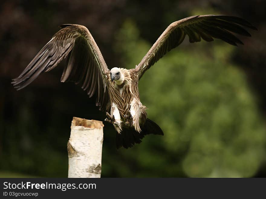 Griffon Vulture