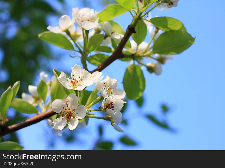 Blooming flowers of pear tree against blue sky