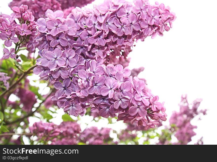 Lilac Flowers Close Up