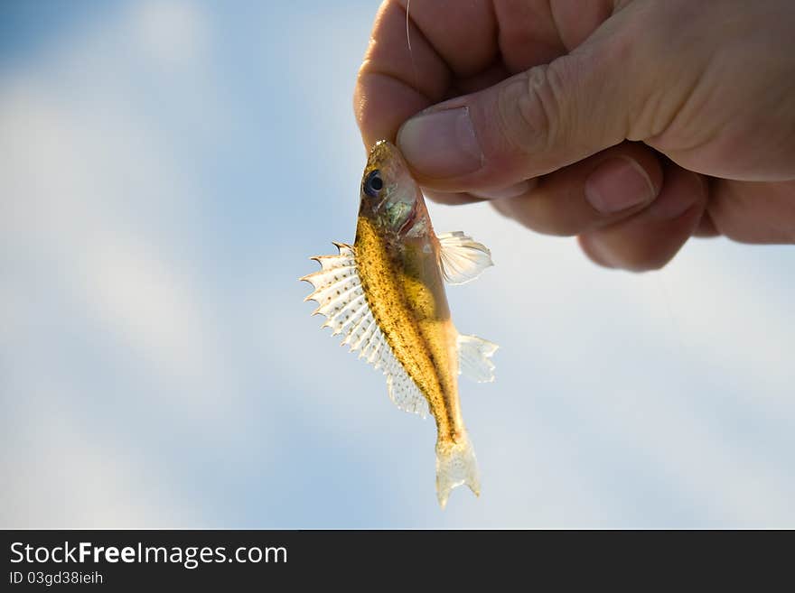 A fisherman holding a little ruff, the insides of which shine in the sun. A fisherman holding a little ruff, the insides of which shine in the sun