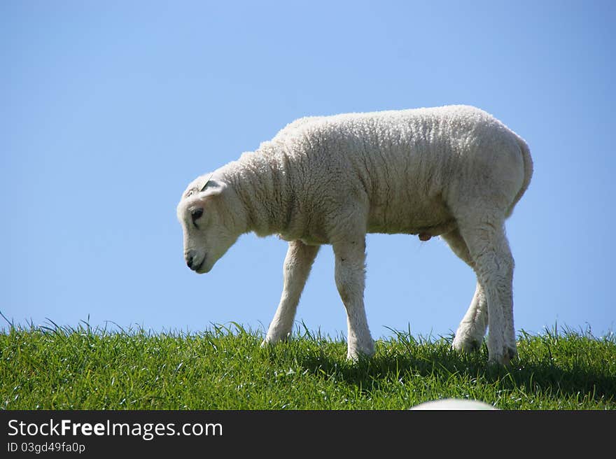 Lamb in the Netherlands