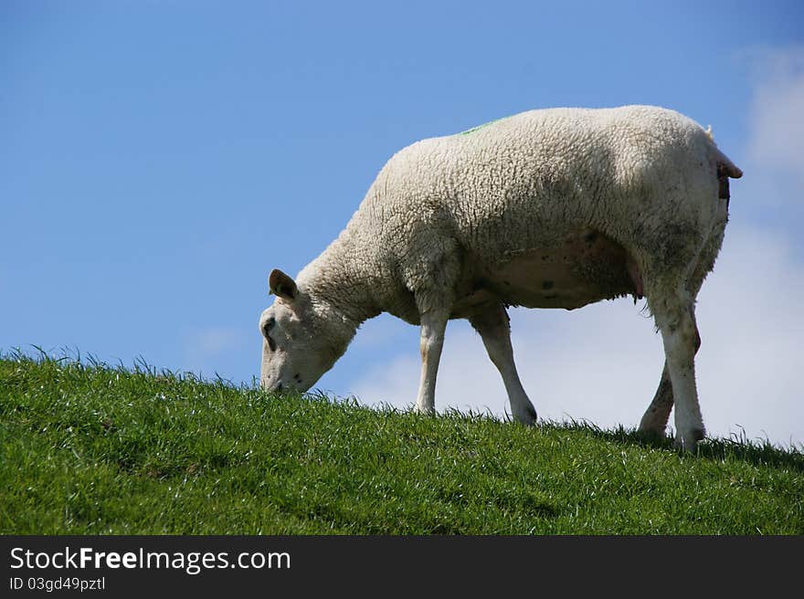 Sheep in the Netherlands