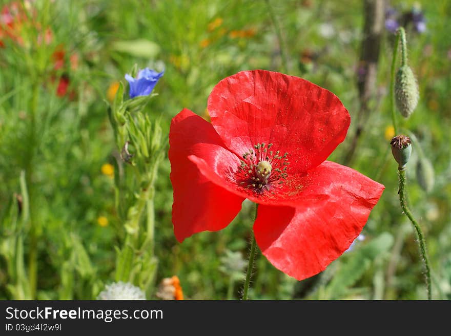 Red Poppy in the field