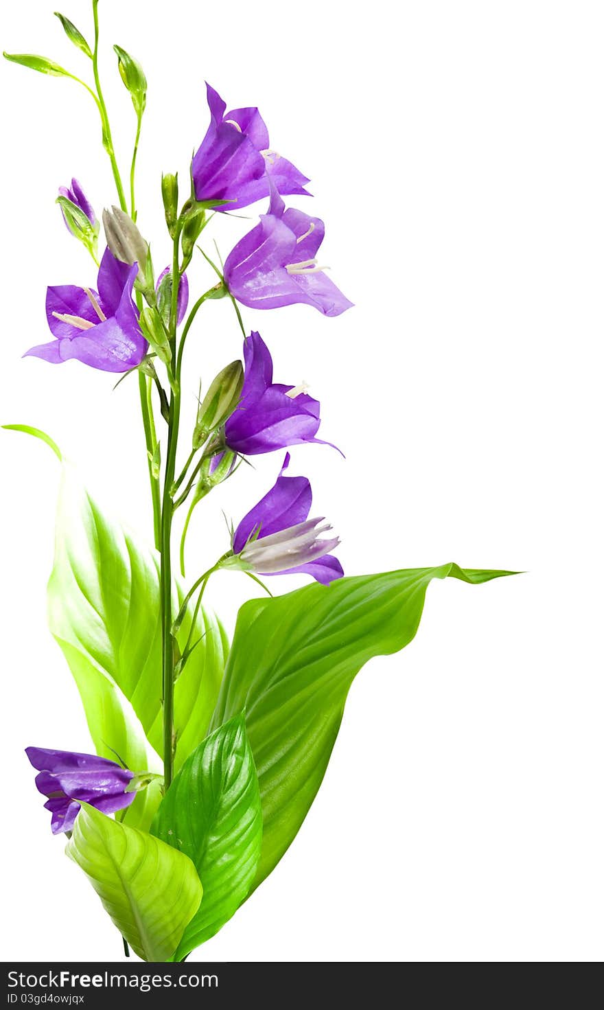 Campanula