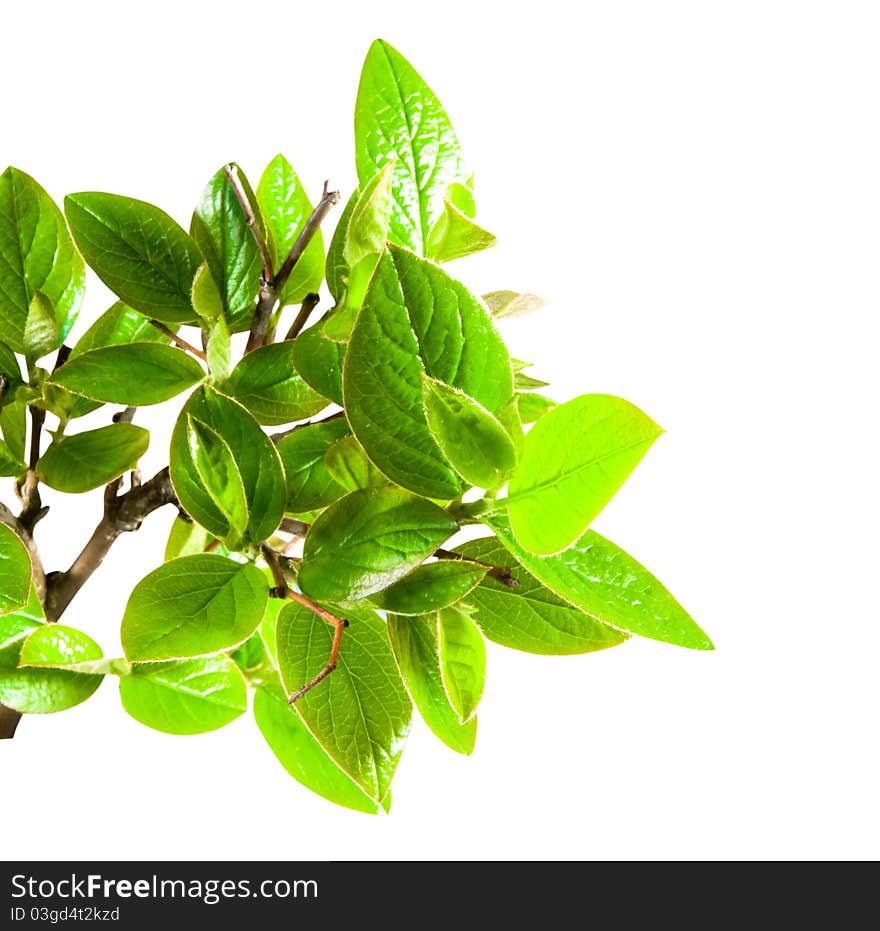 Branch with green leaf on white background