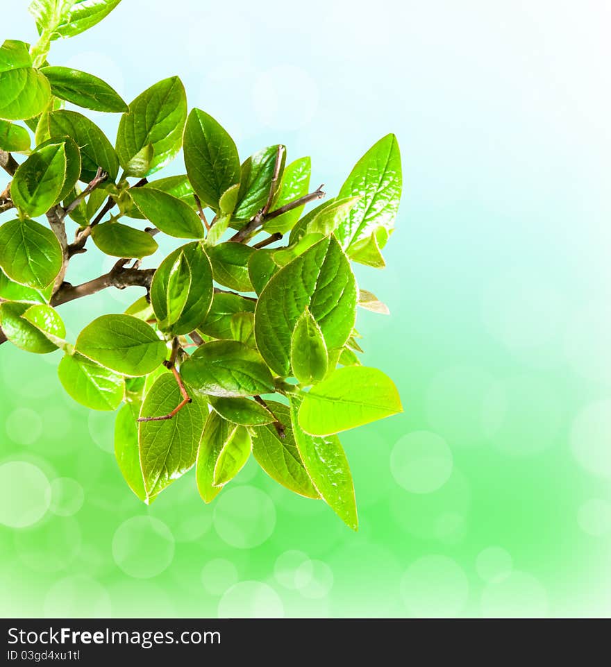 Branch with green leaf on wash away background