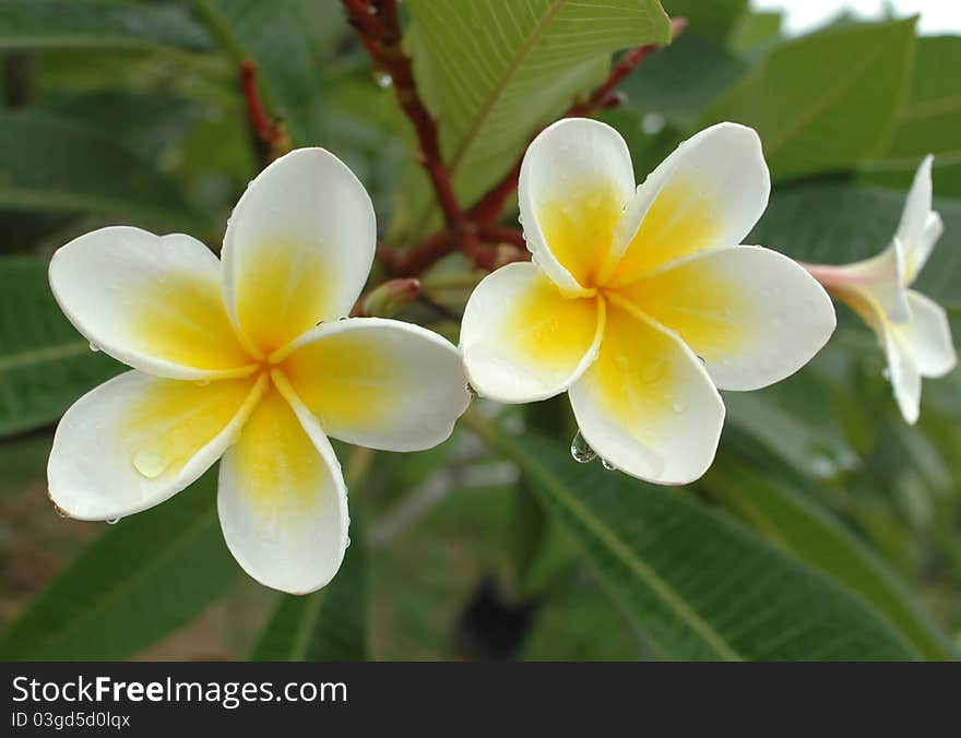 White Frangipani