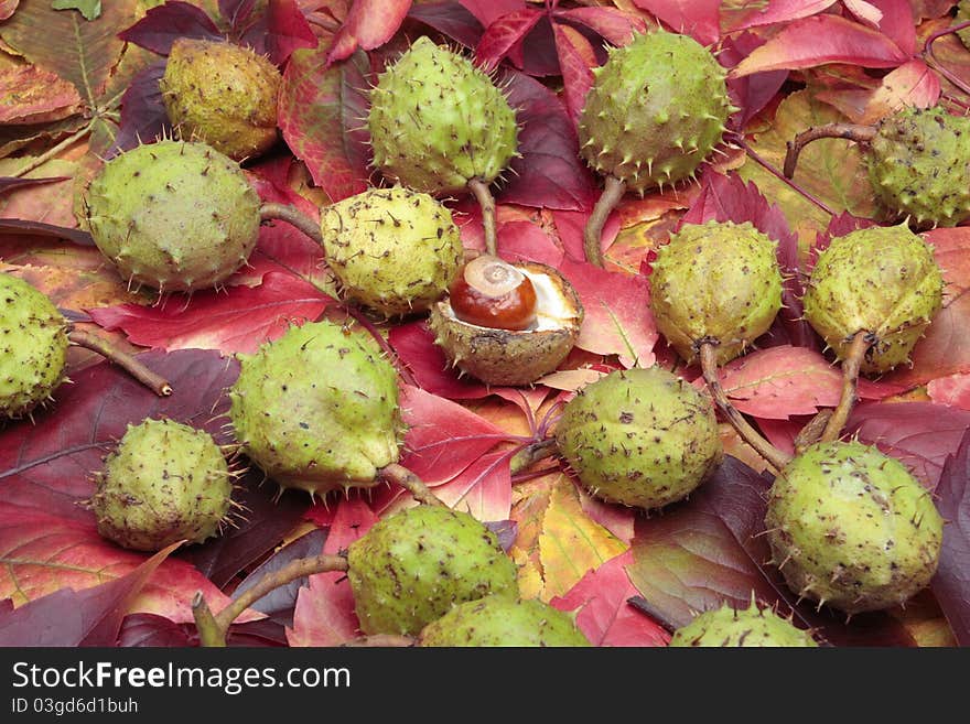 Chestnuts N Autumn