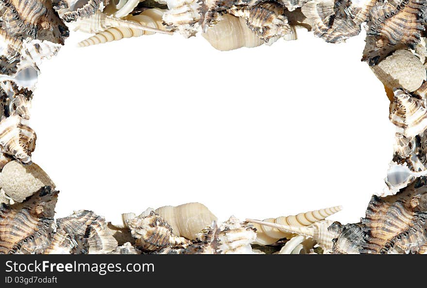 Different seashells on white background as frame