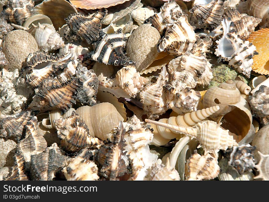 Heap of different seashell as background