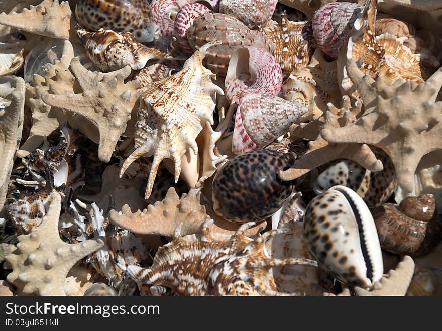 Heap of different seashell as background