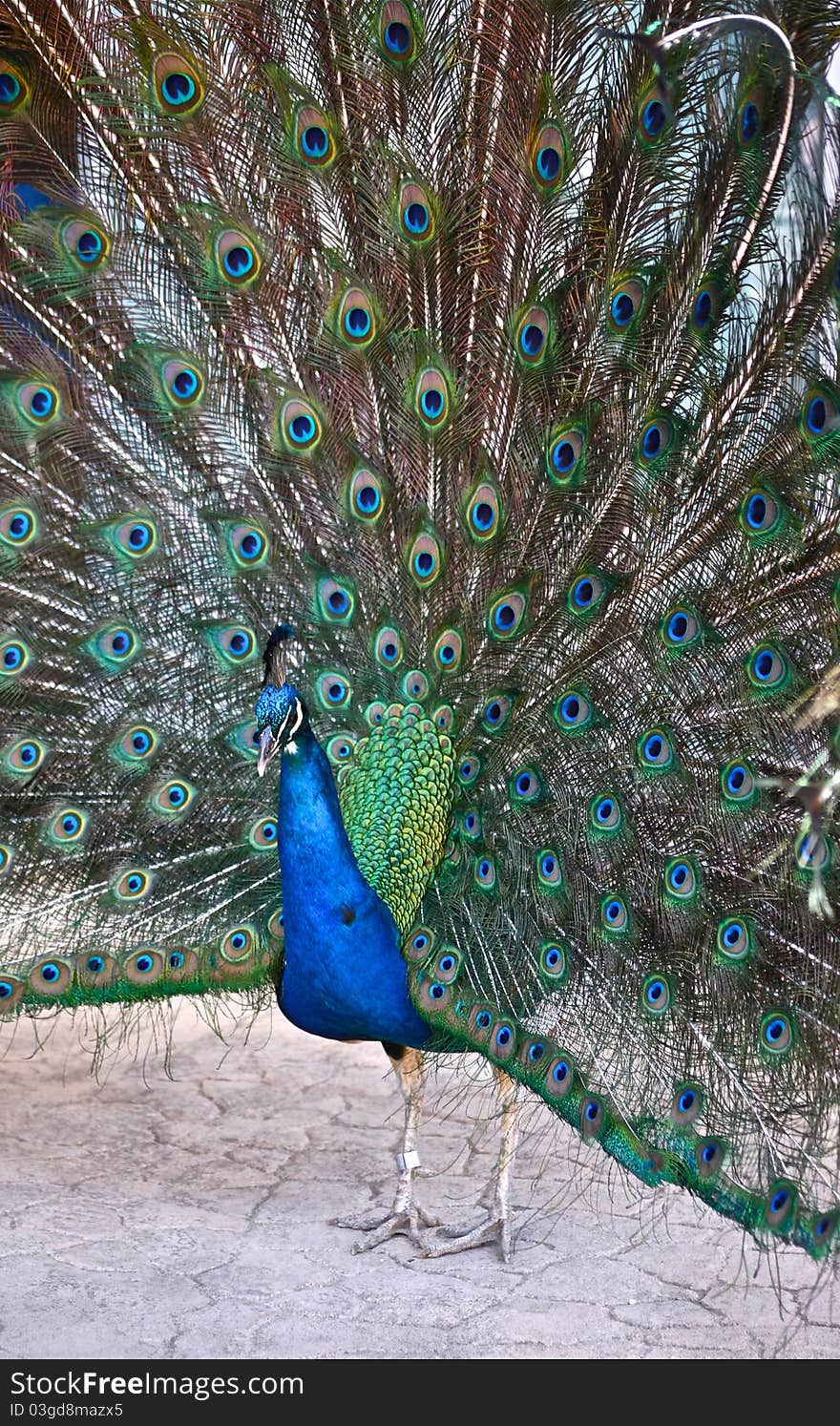 A mature peacock spreads its tail feathers fully to display his beautiful tail colors. A mature peacock spreads its tail feathers fully to display his beautiful tail colors.