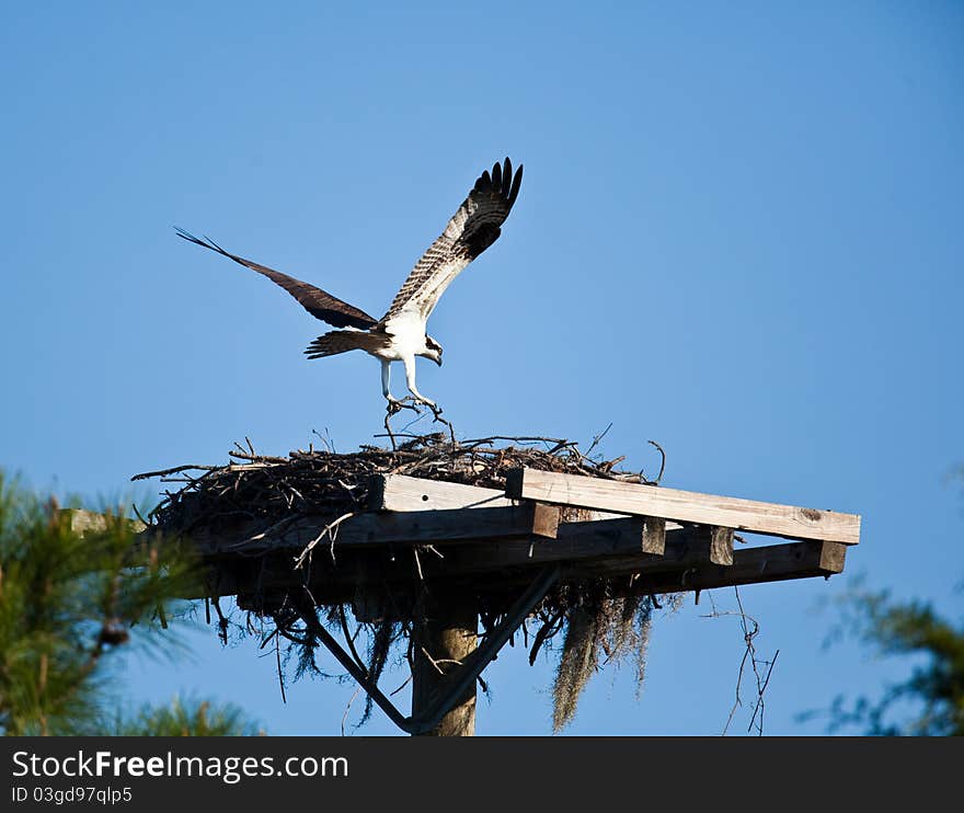 Osprey in and around the nest