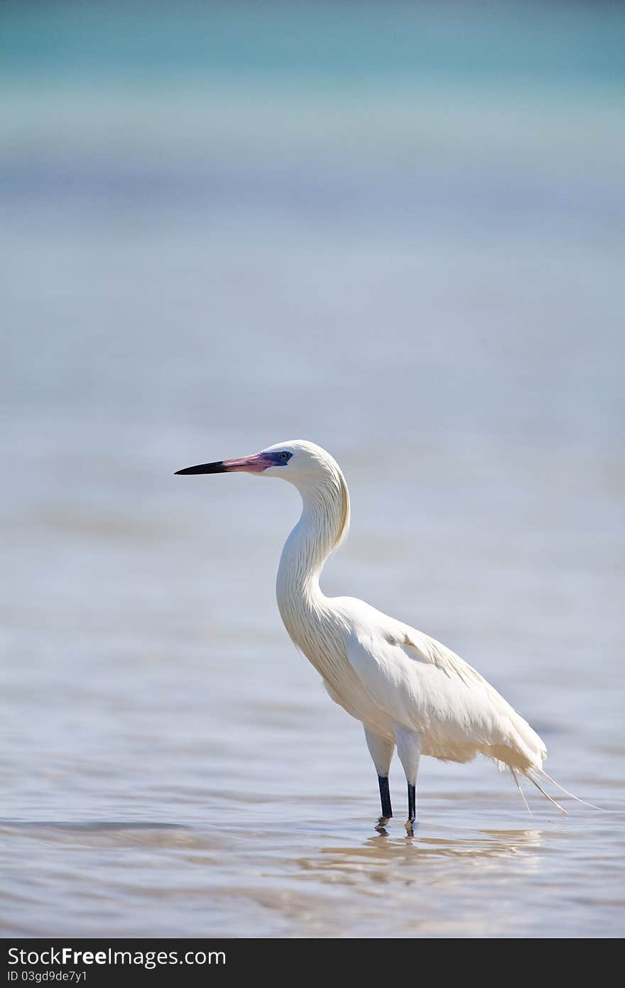 White great egret found in southern Florida