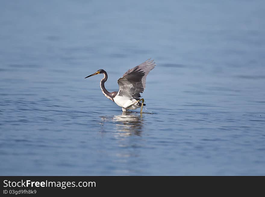 Tri-Colored Heron