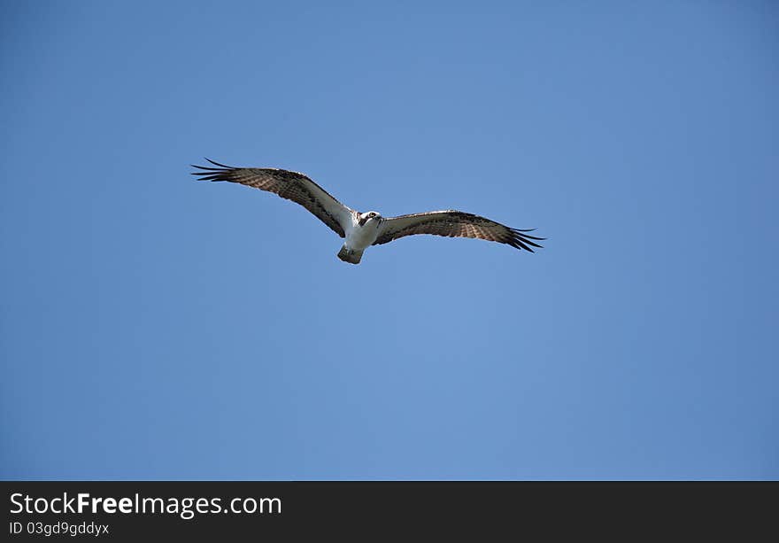 Osprey in and around the nest