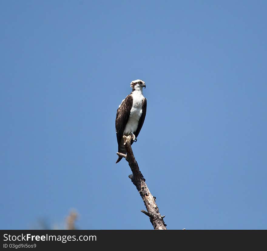 Osprey in and around the nest