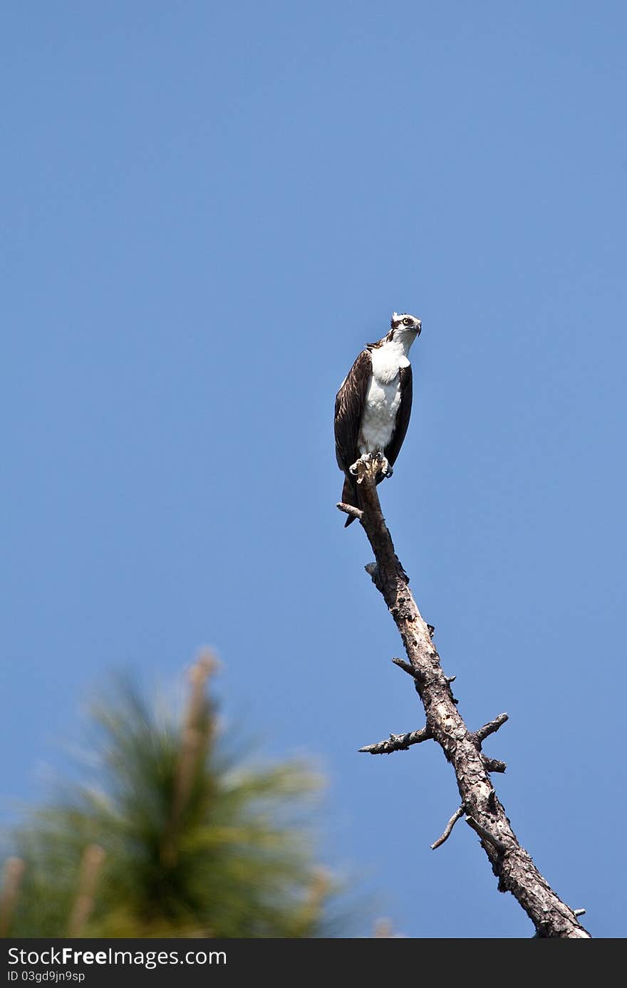 Osprey in and around the nest